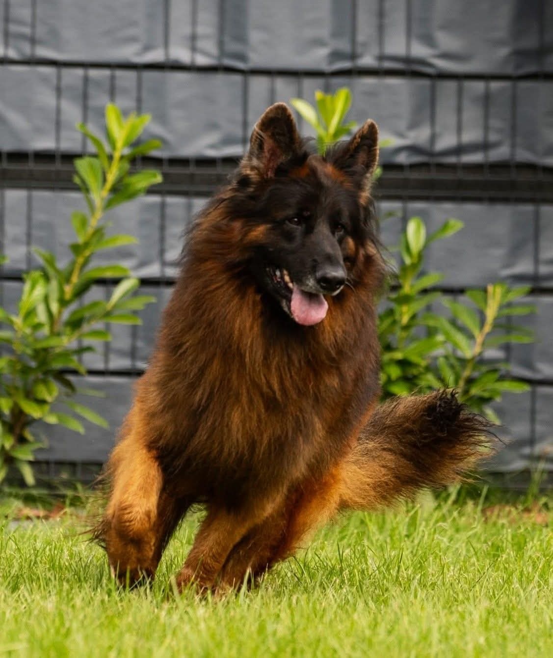 Owczarek Niemiecki Długowłosy- szczenięta - 7