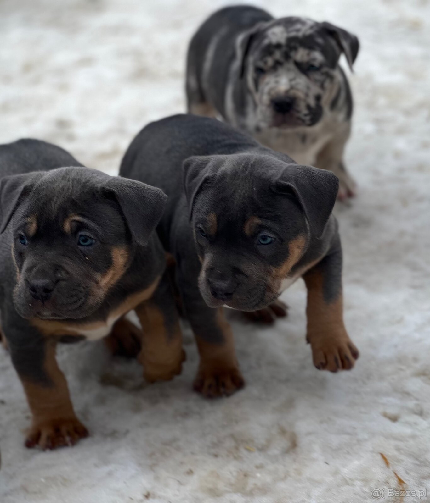 American bully XL s PP - 7