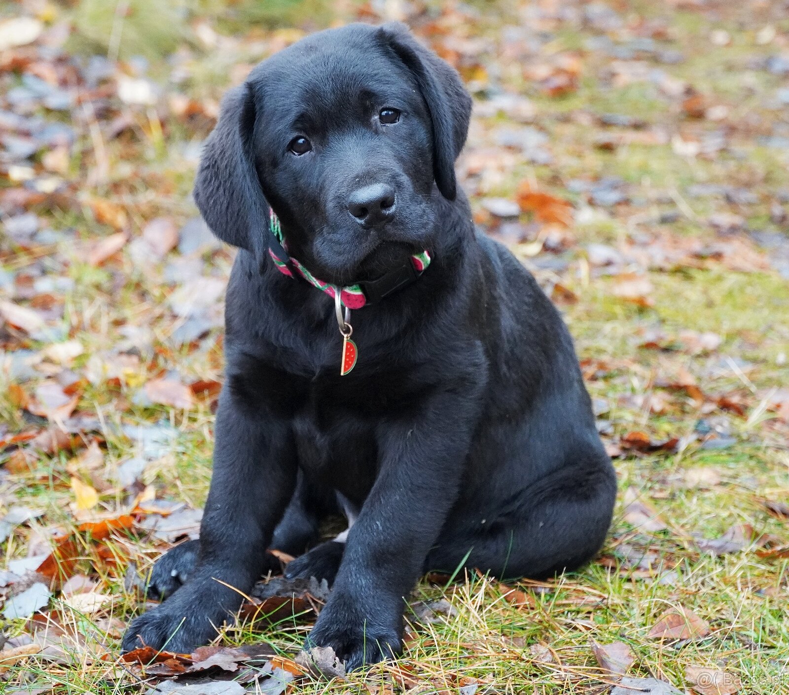 Labrador retriever, czarny piesek ZKwP/ FCI - 7