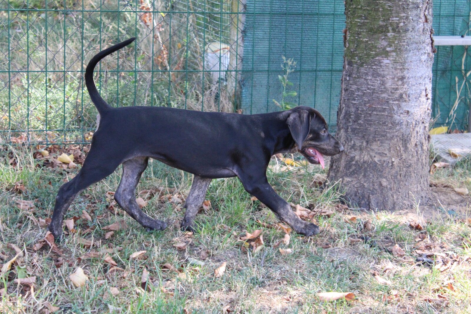Loisiana Catahoula s pp Słowacja - 7