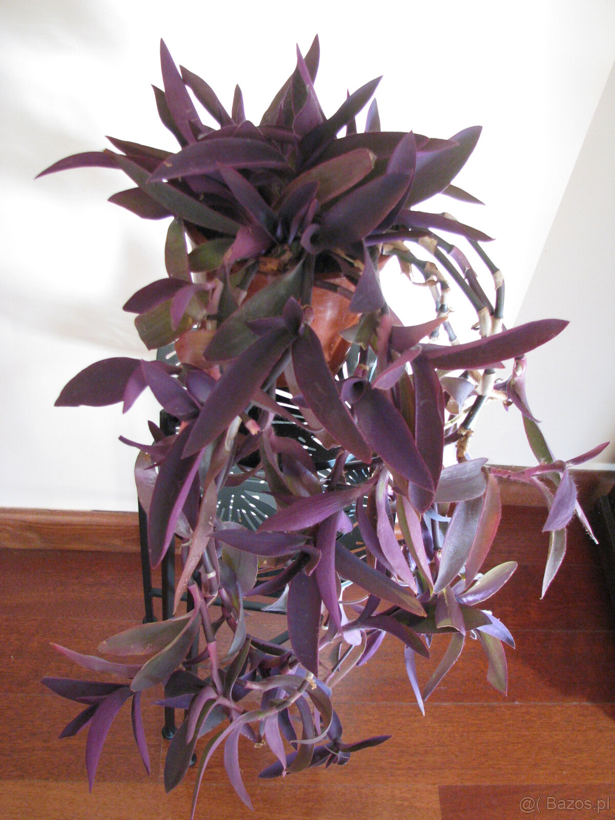 Trzykrotka purpurowa tradeskancja setkrezja fioletowa roślin - 7