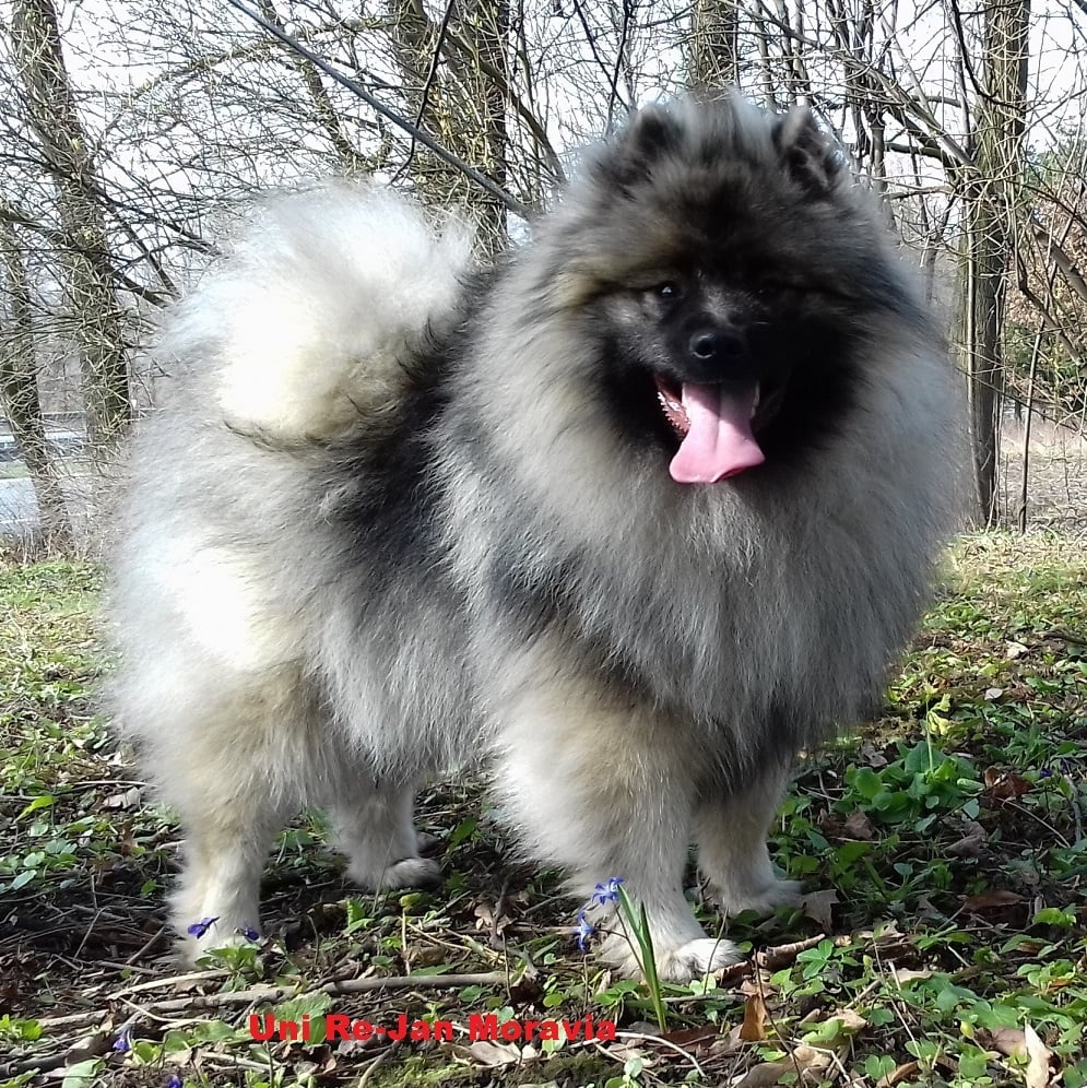 Wilczy szpic / Keeshond polecam rodowodowe szczenieta - 7