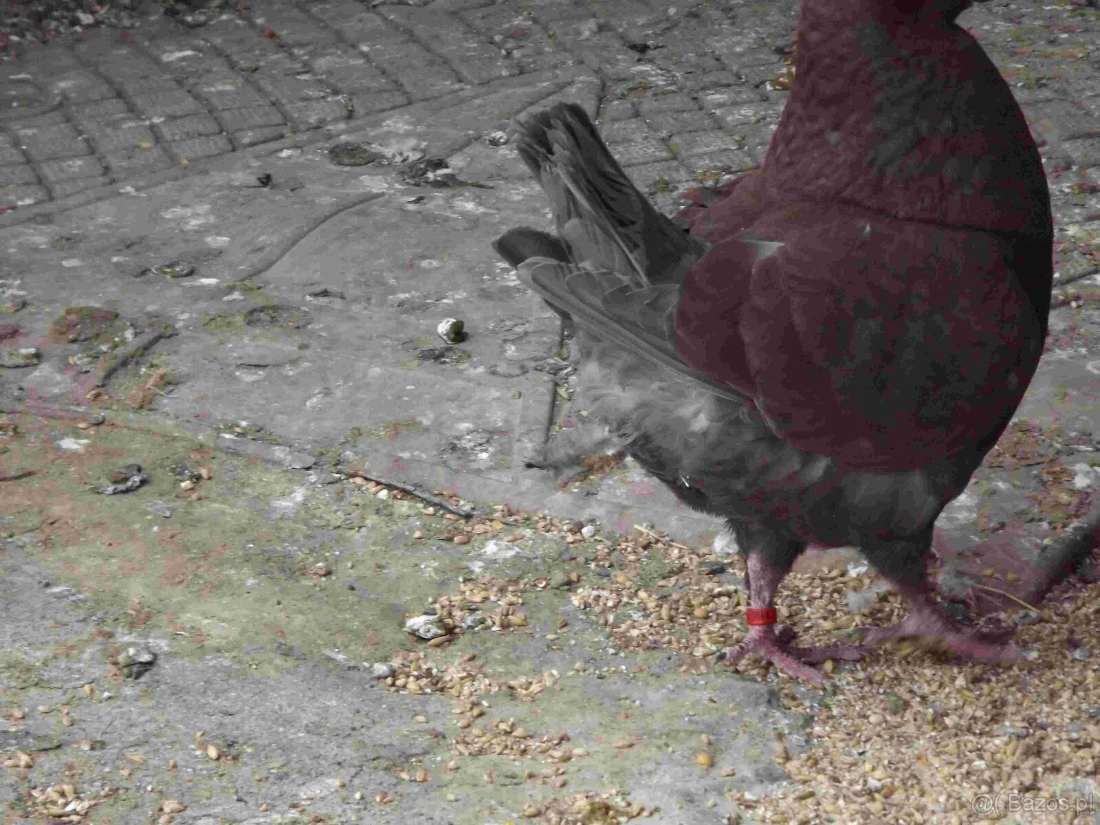 sprzedam gołębie - 7