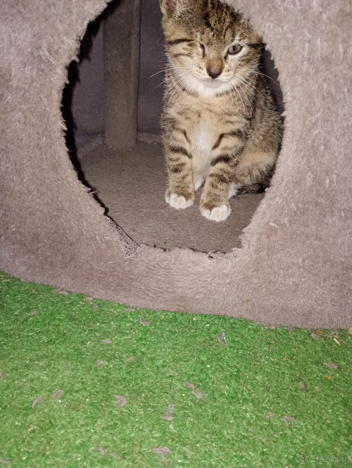 Oddam kotki w dobre ręce - 7