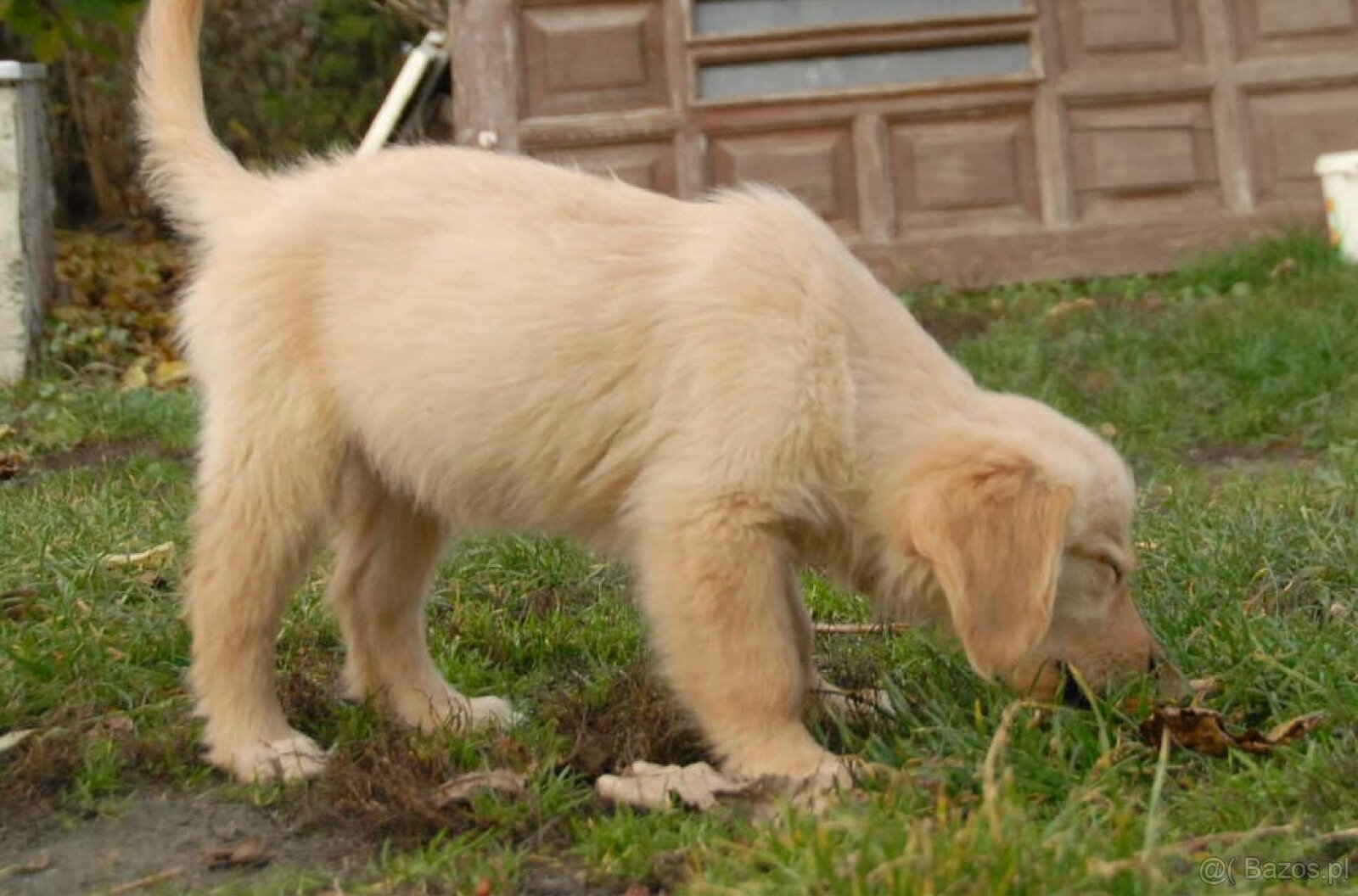 Golden Retriever - 7