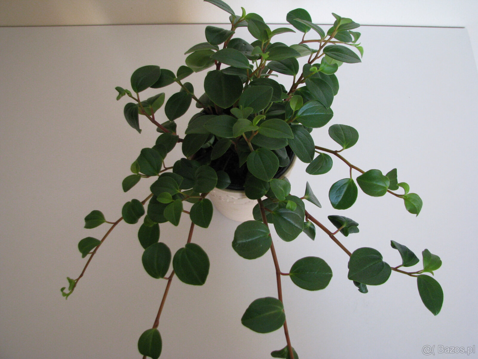 Mulenbekia – piękna zdrowa roślinka ozdobna - 7