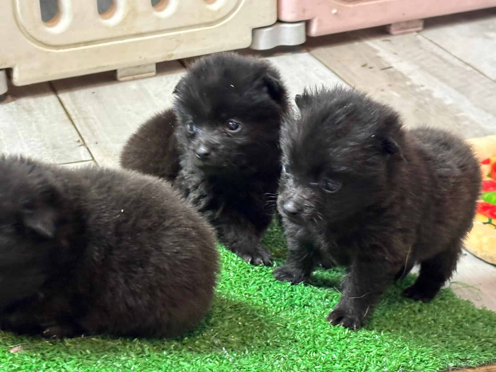Schipperke - szczenięta mini owczarek belgijski - 7