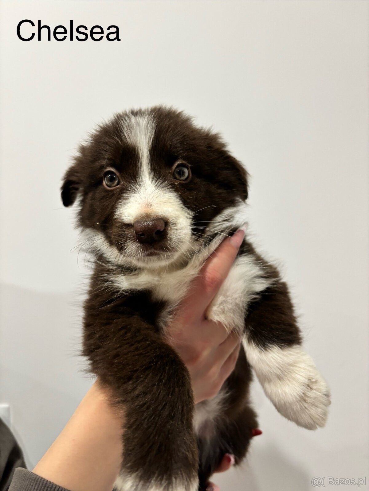 Suczka brązowo biała border collie - 7