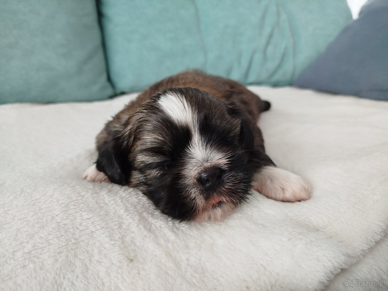 Pies rasy Shih Tzu z rodowodem - 7
