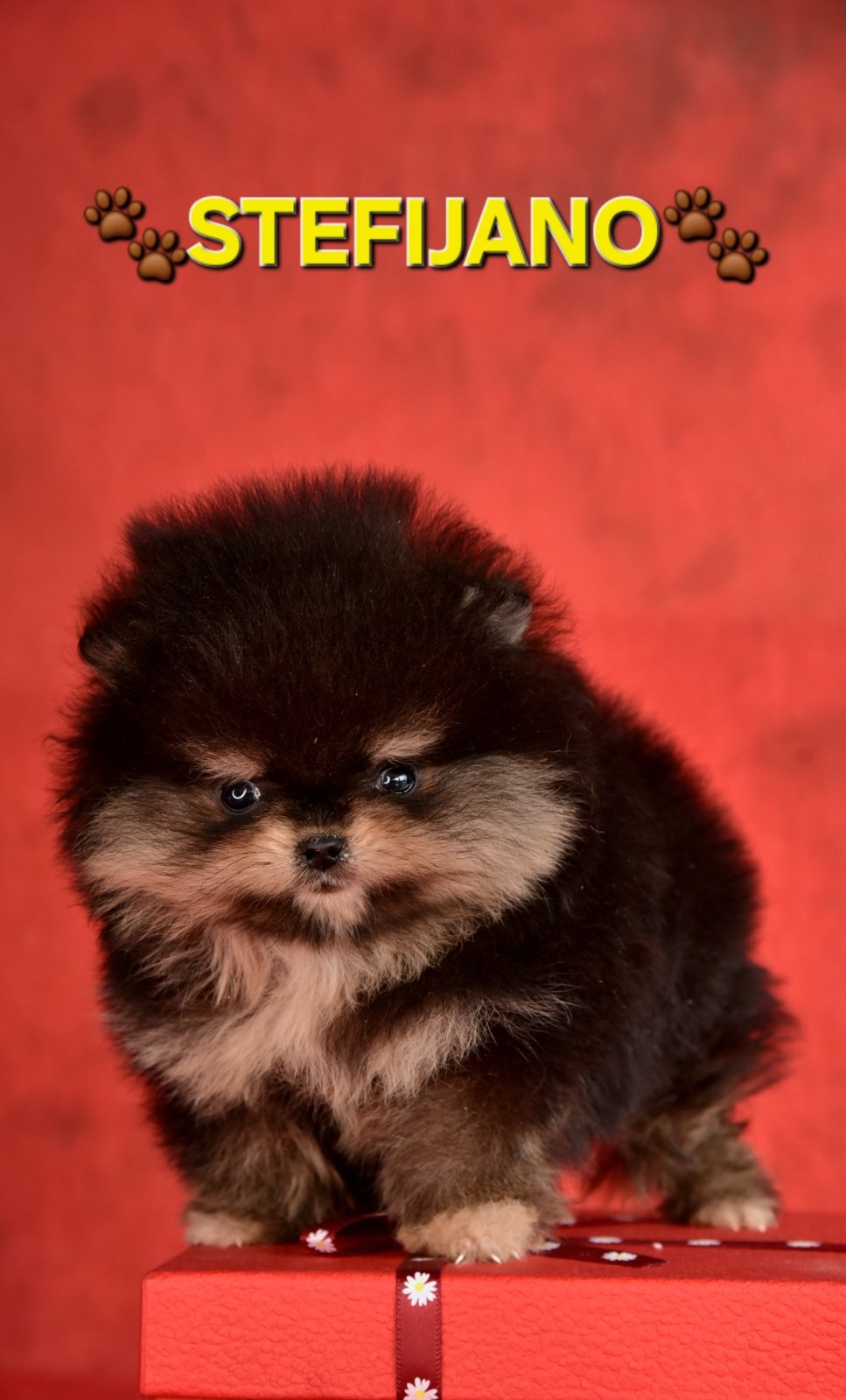 Pomeranian Boo – Szczenięta w kolorze CHOCOLATE & TAN | NOWO - 7