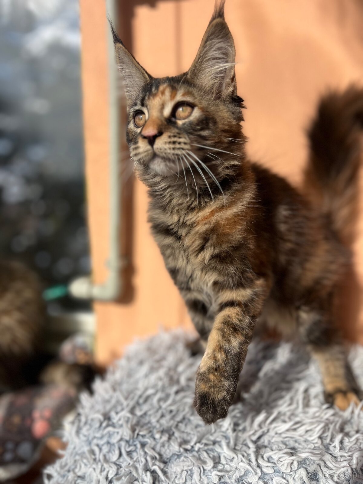 Kocięta Maine Coon s PP - 7