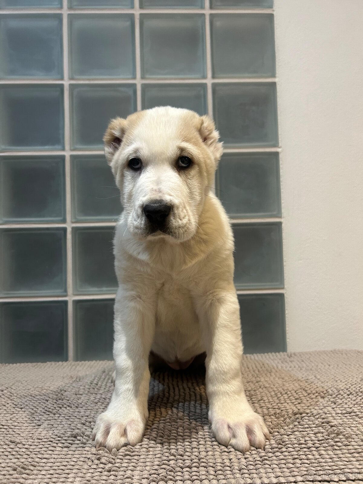 Owczarek środkowoazjatycki alabai - 7