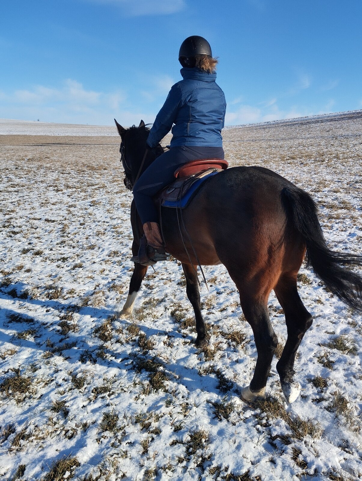 APH gelding, bay roan overo - 7