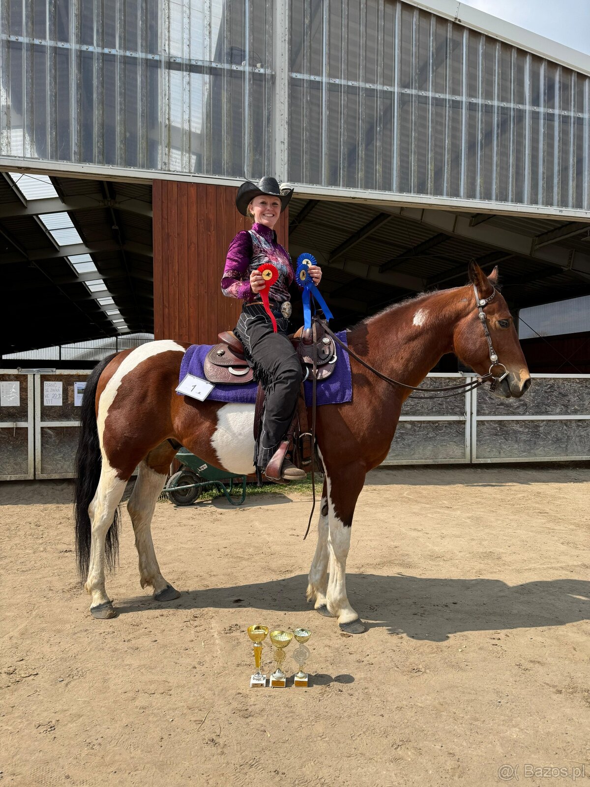 APH gelding bay tobiano - 7