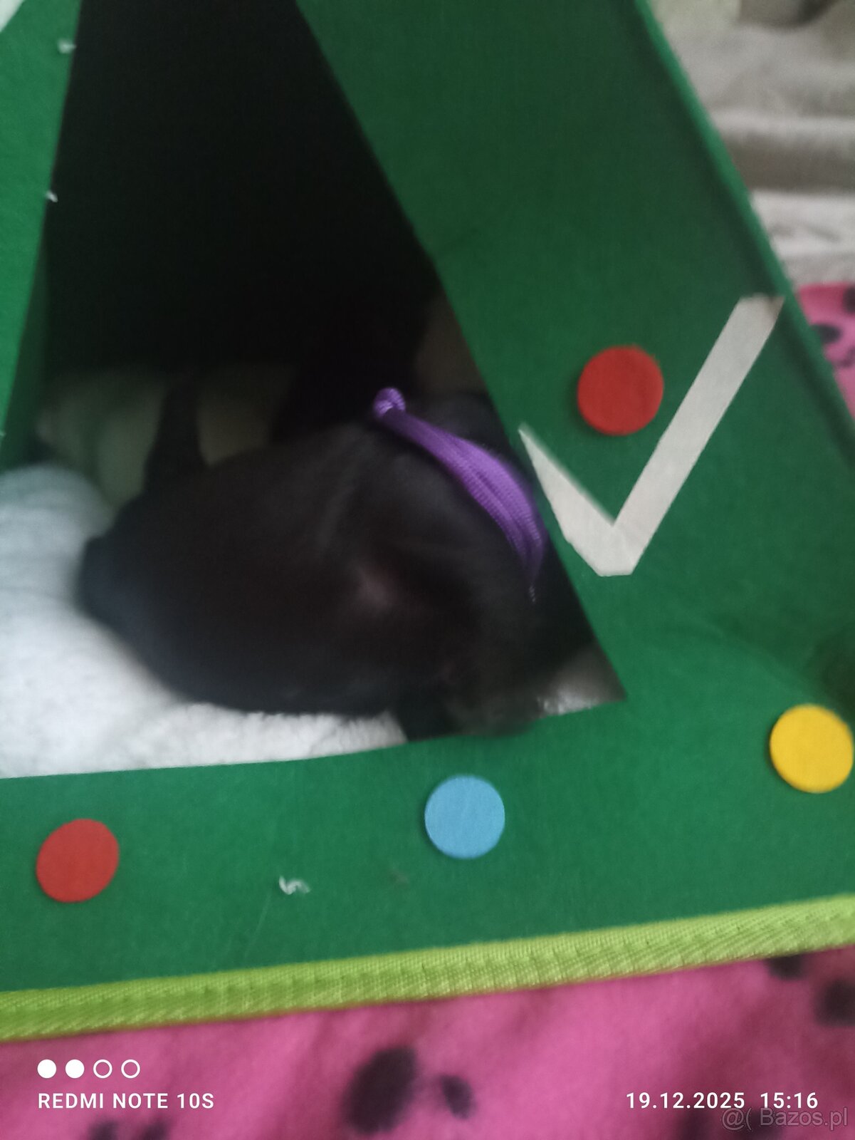 Sznaucerki szukają domku - 7