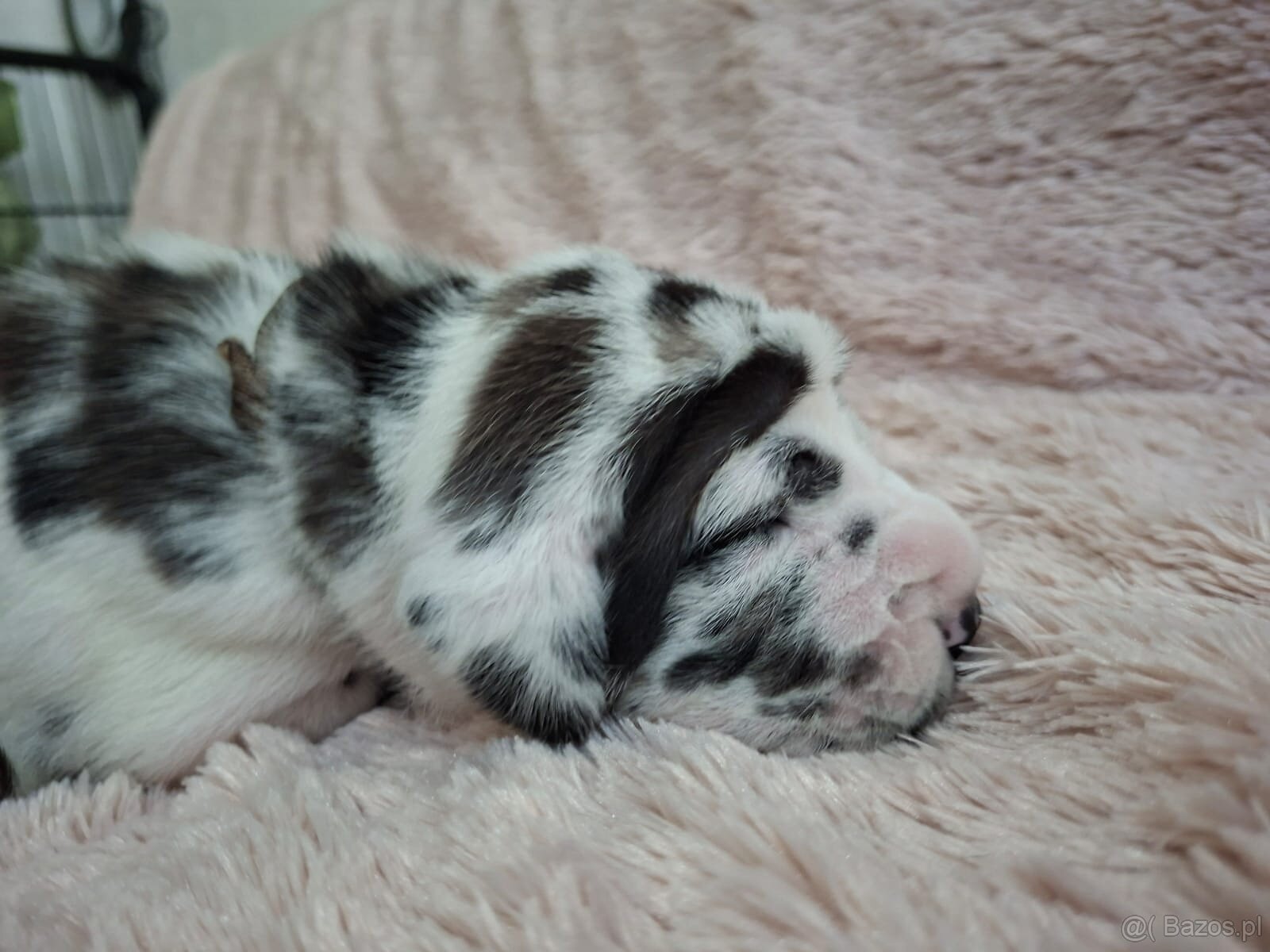 Dog niemiecki - 7