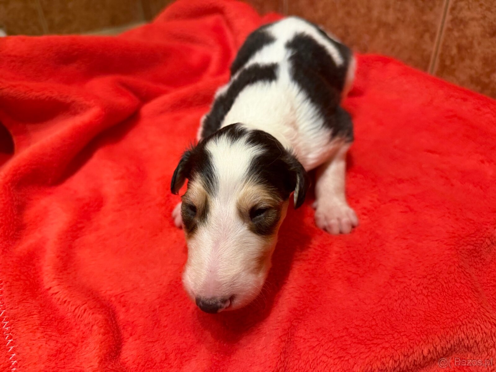 Chart rosyjski borzoj - 7