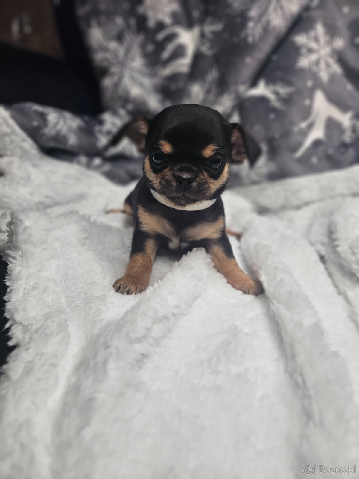 Dziewczynka chihuahua - 7