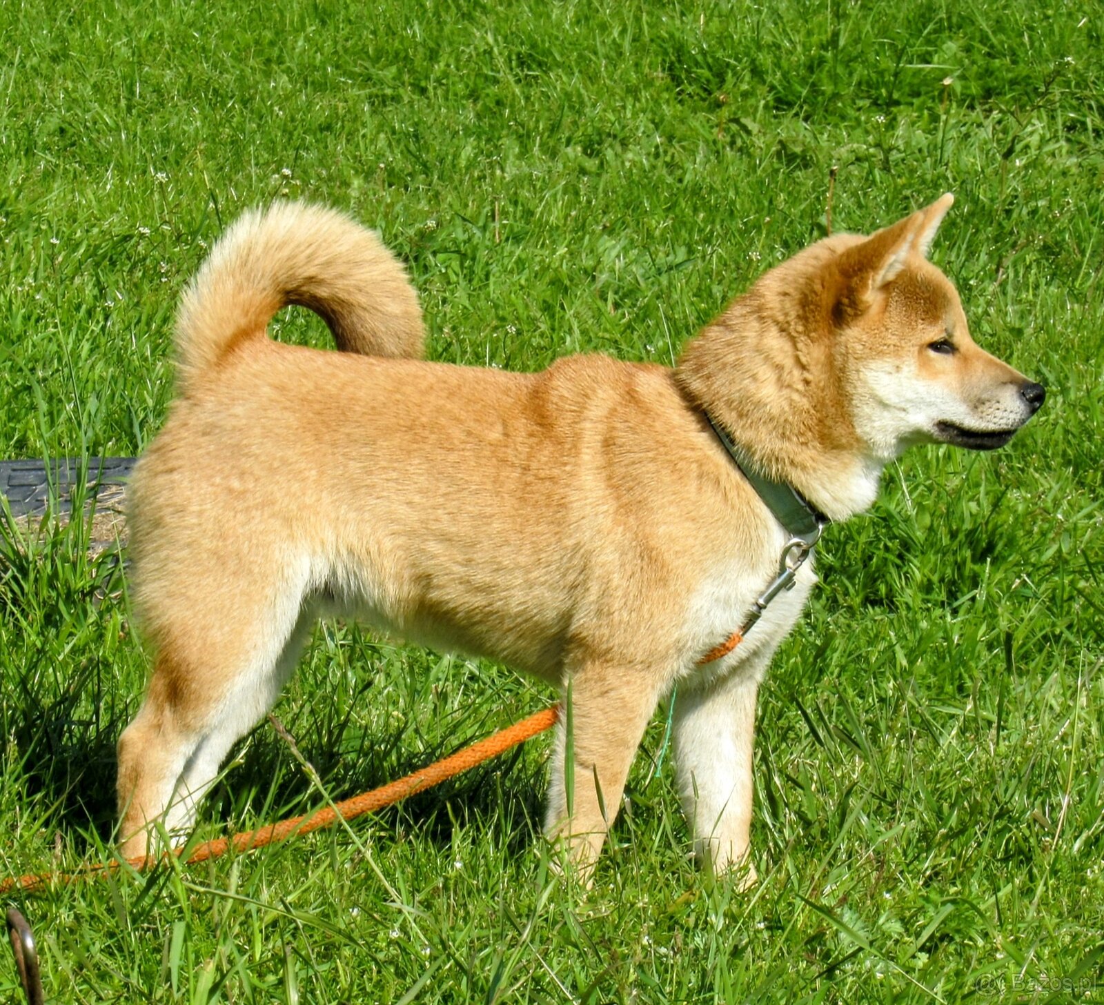 Shiba Inu, czerwony piesek - 7