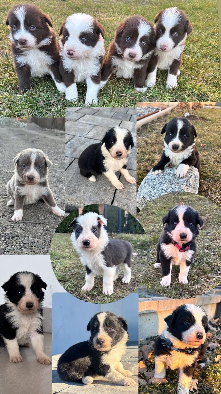 Szczeniaki border collie - 7
