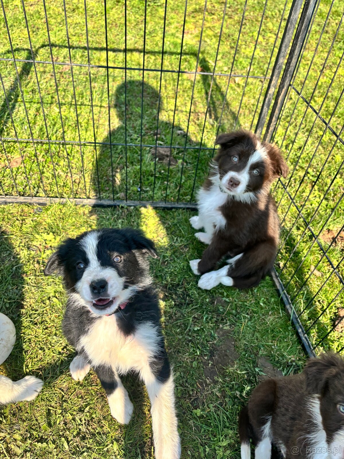 Puppies border collie - 7