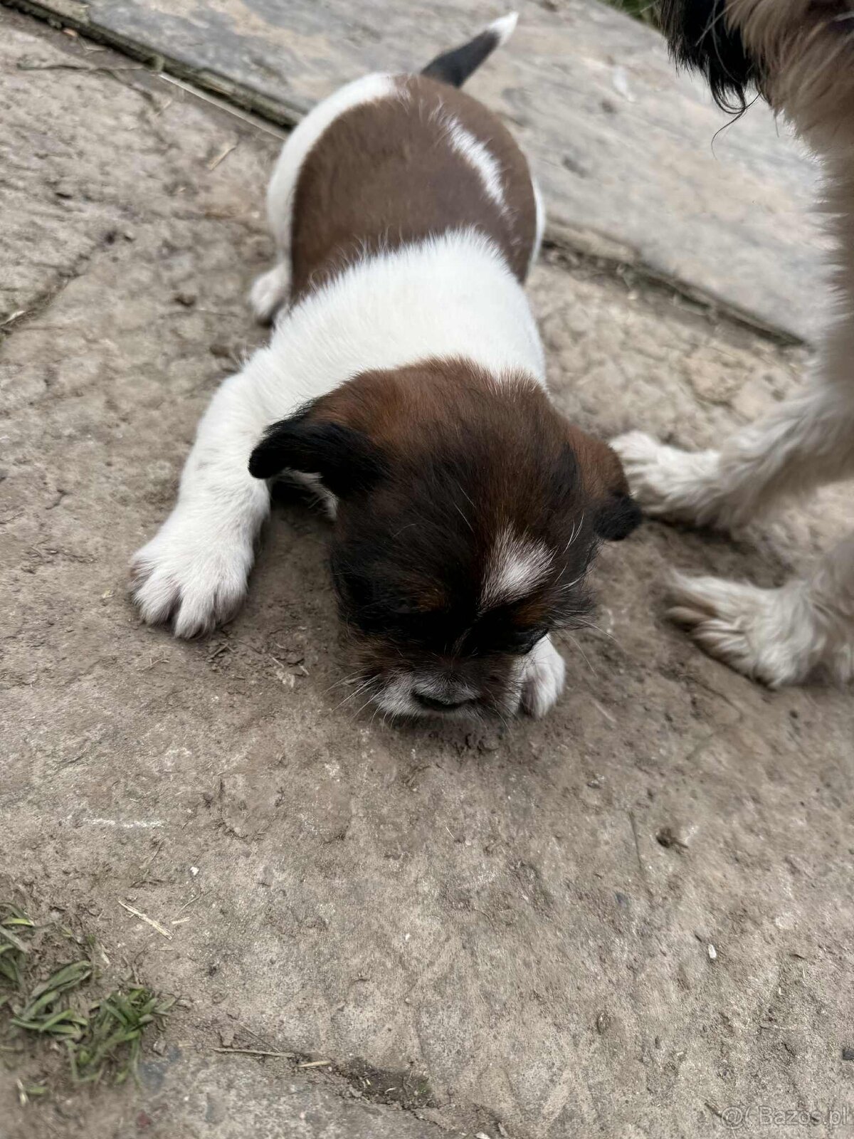 Szczeniaki shih tzu - 7