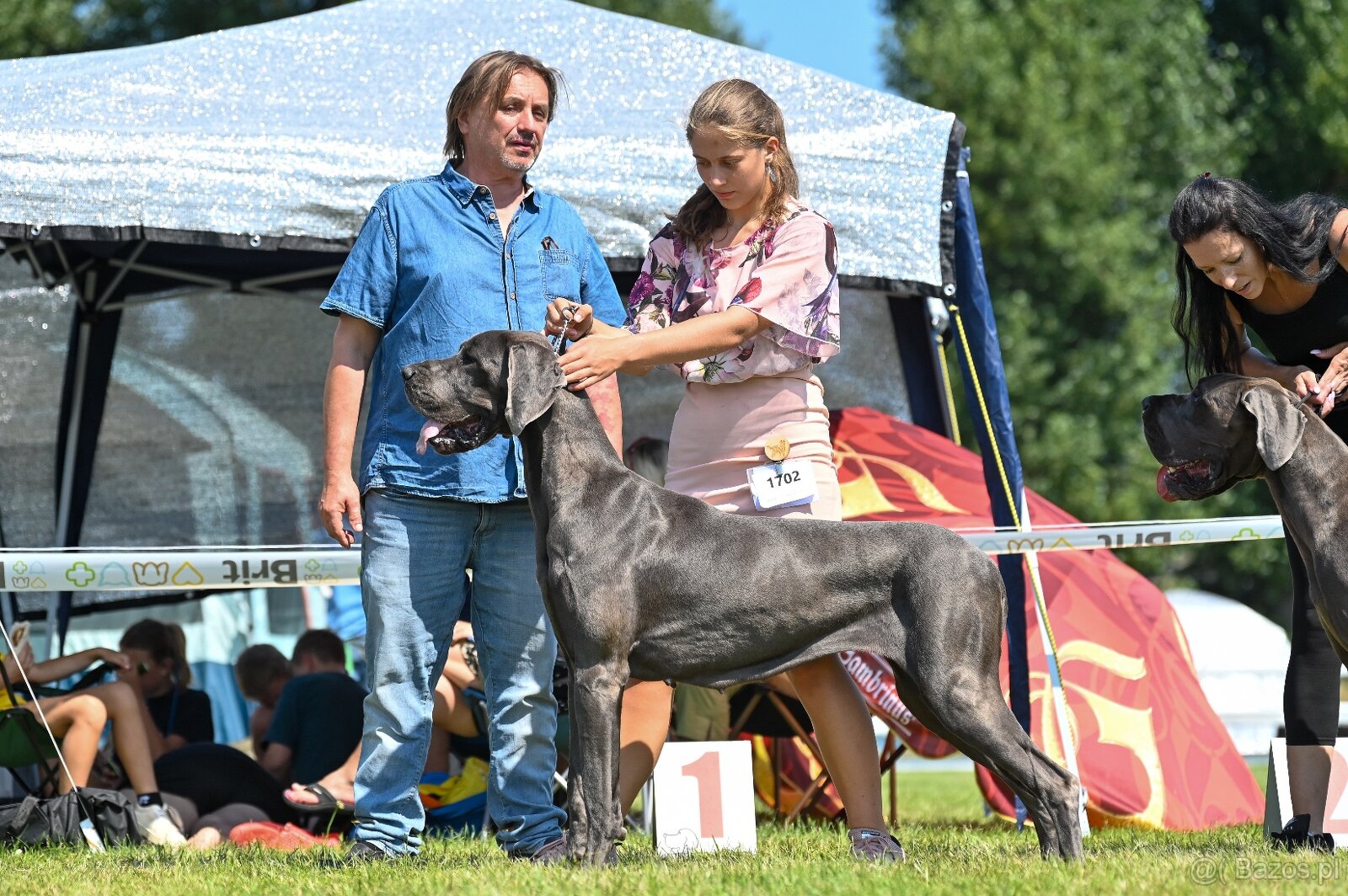 Niebieski dog niemiecki 💙🐾 o doskonałym rodowodzie - 7