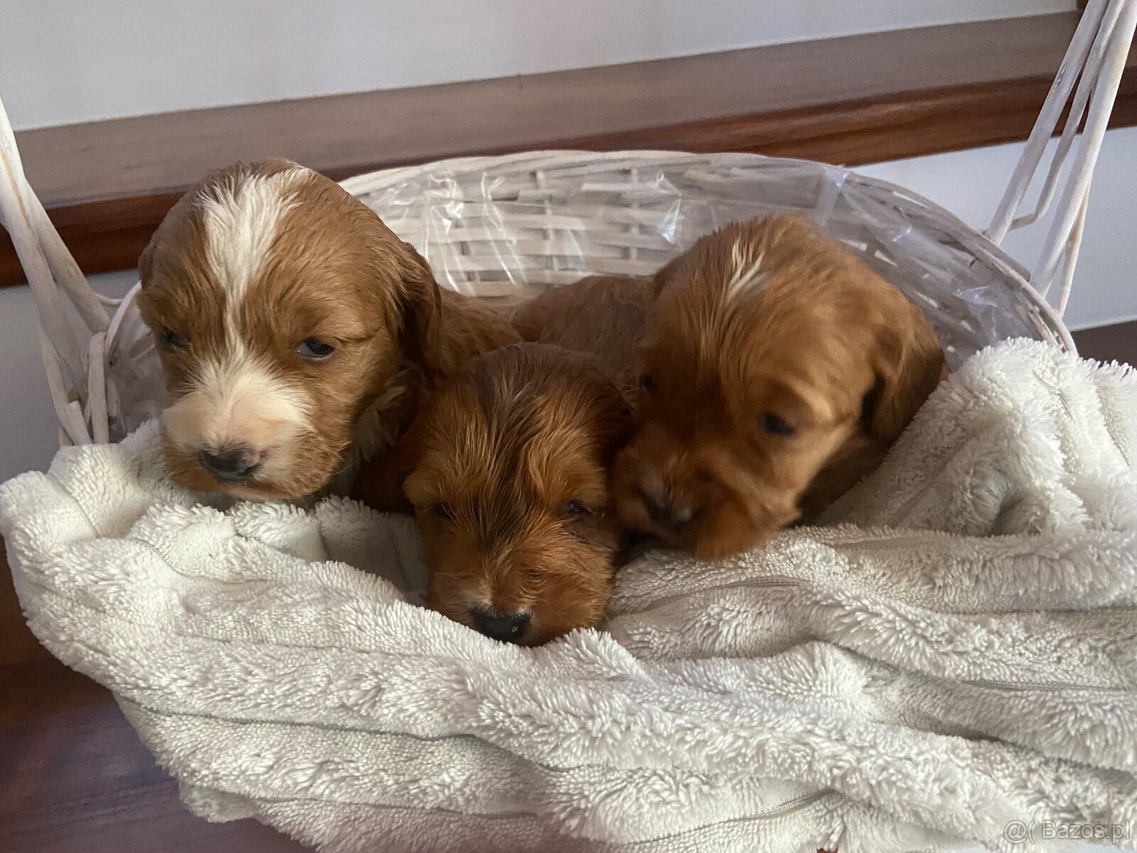 Rozrabiaki cockapoo - 7