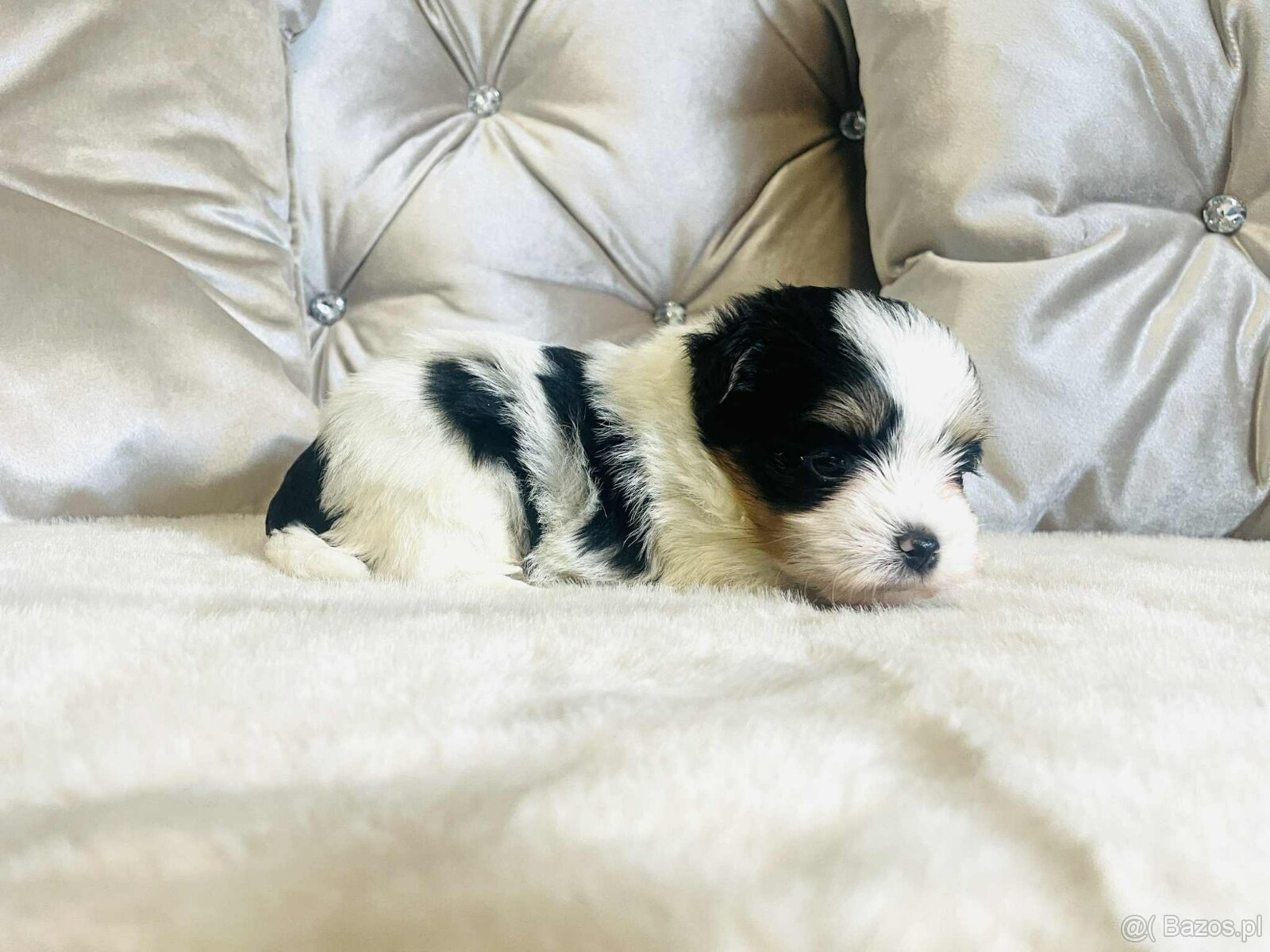 York Biewer - maleńki piękny chłopczyk. luxusowy. - 7