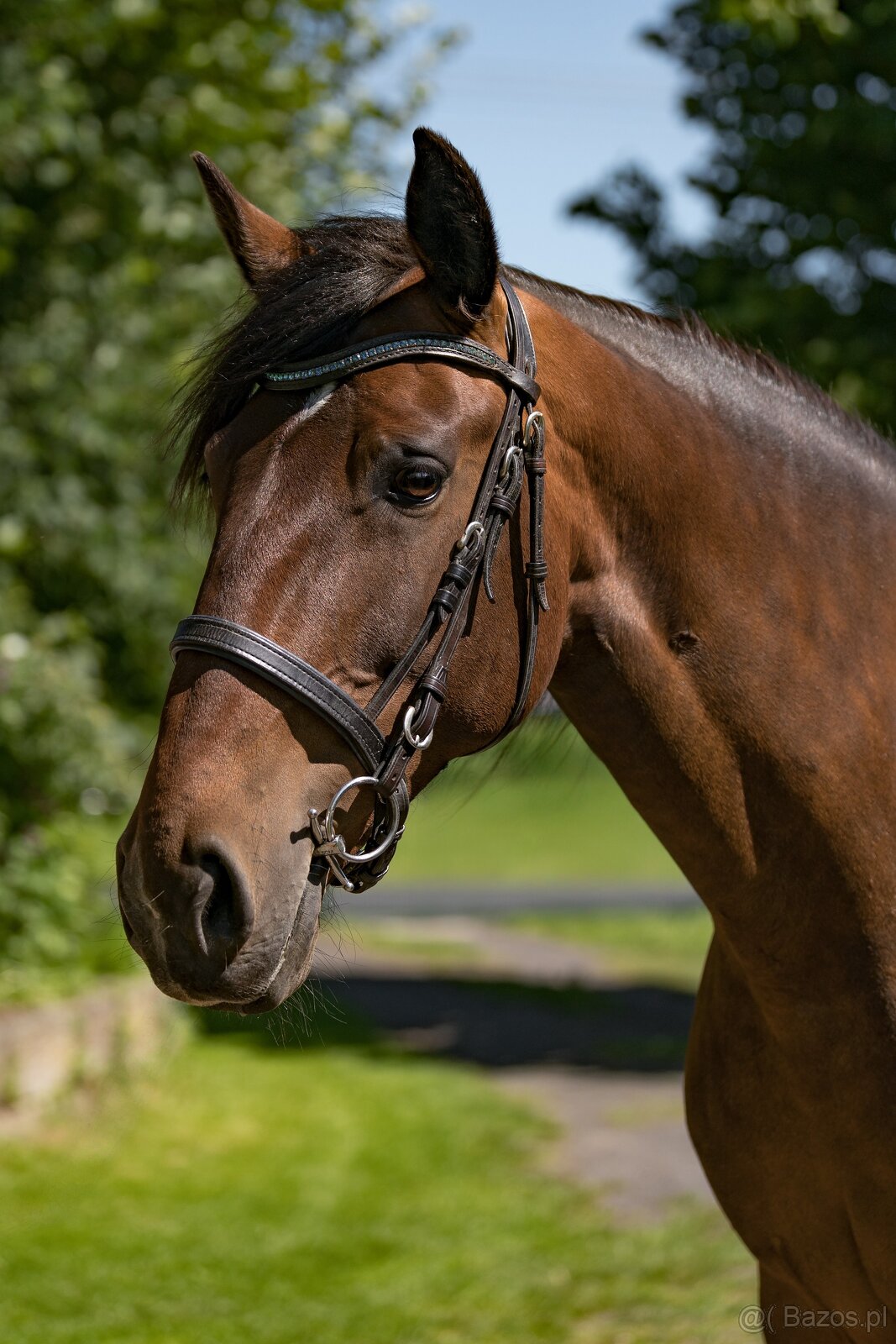 Napa - Lusitano mare - 7