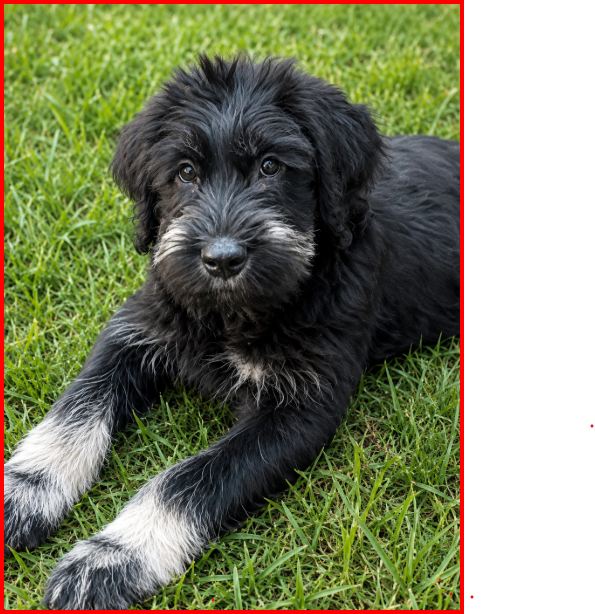 RIESEN SCHNAUZER - 7