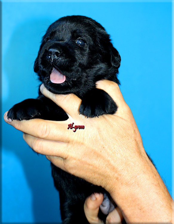 Labrador retriever czarne szczenięta - 7