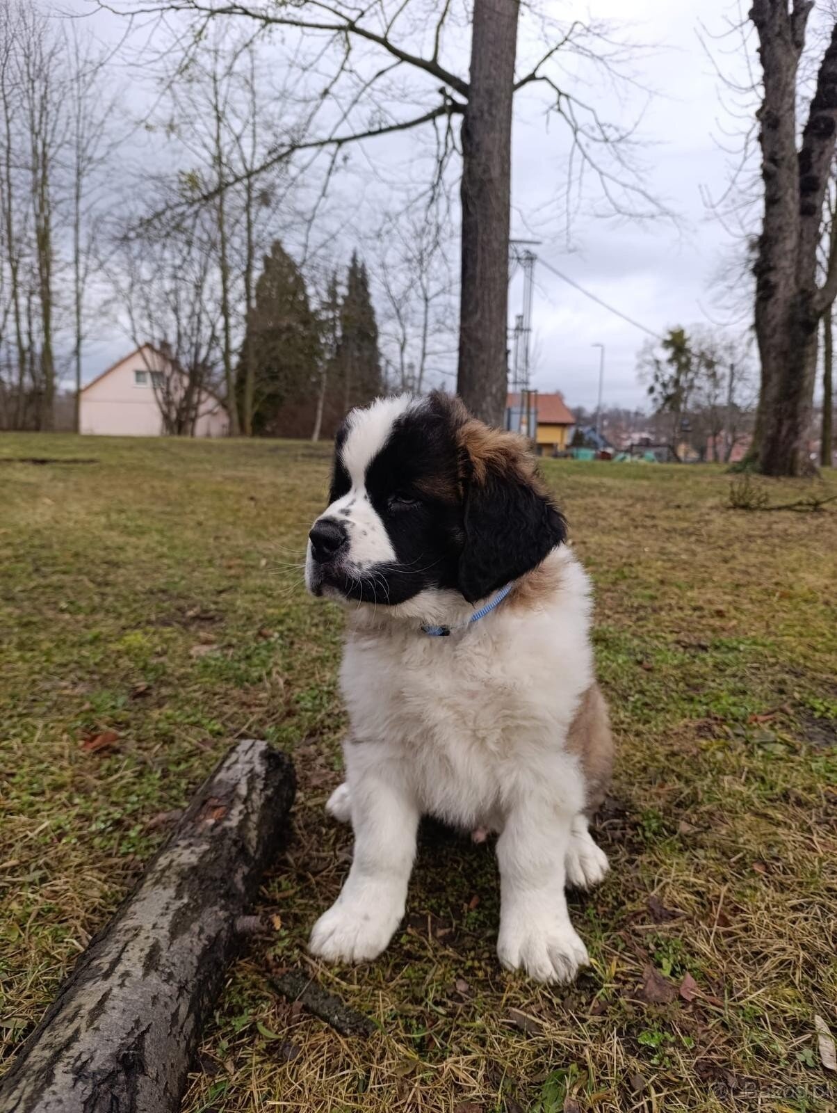 Bernardyn-szczenięta - 7