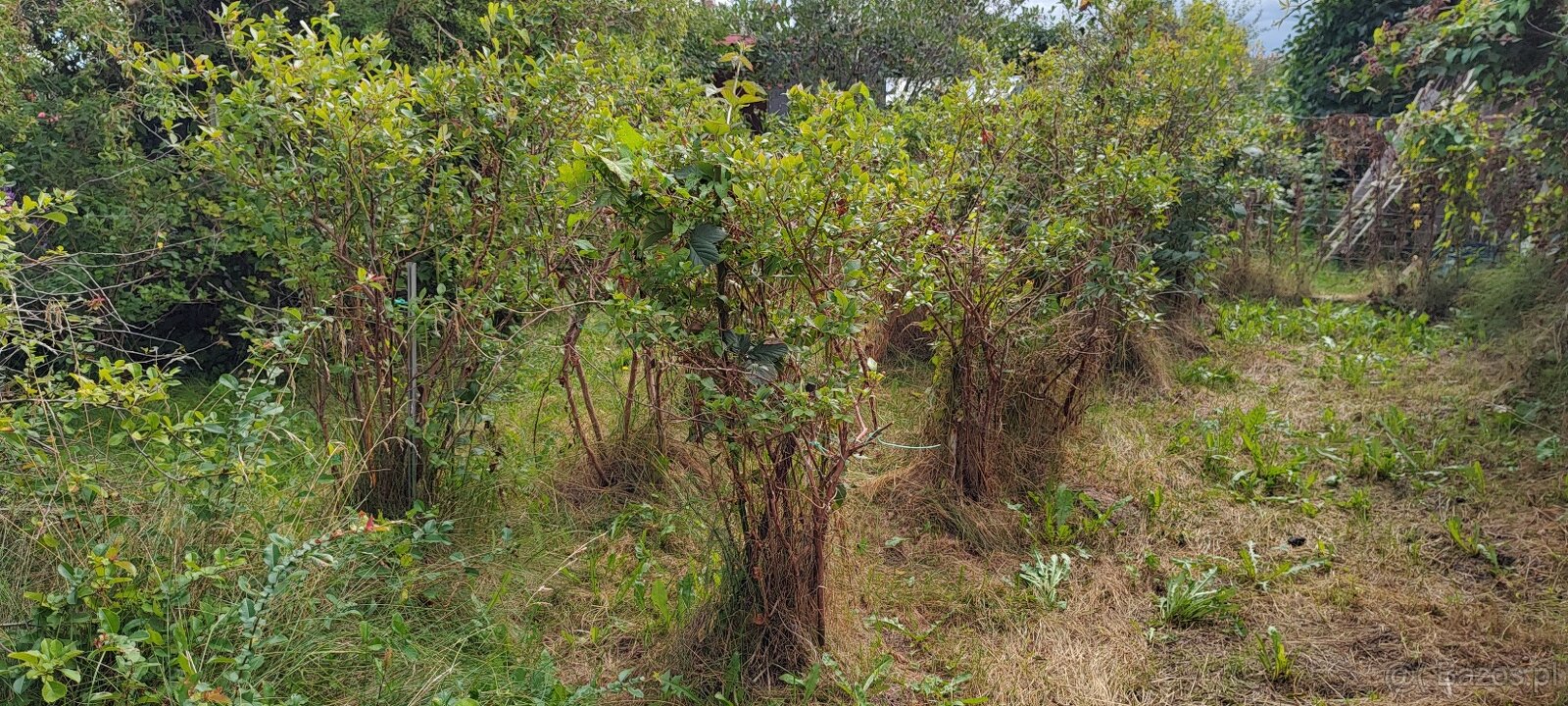 Działka ROD. Murowana altana. Duża szlarnia. SŁUPSK. - 7