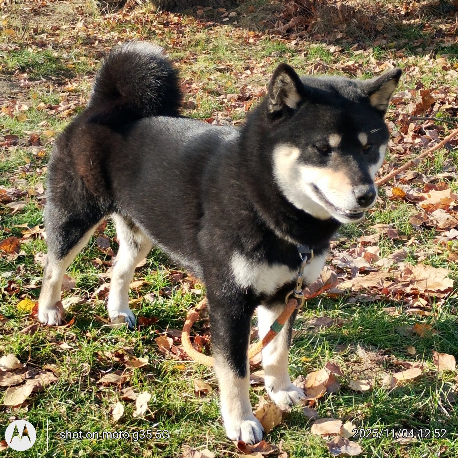 Shiba Inu, roczna suczka, czarna-podpalana - 7
