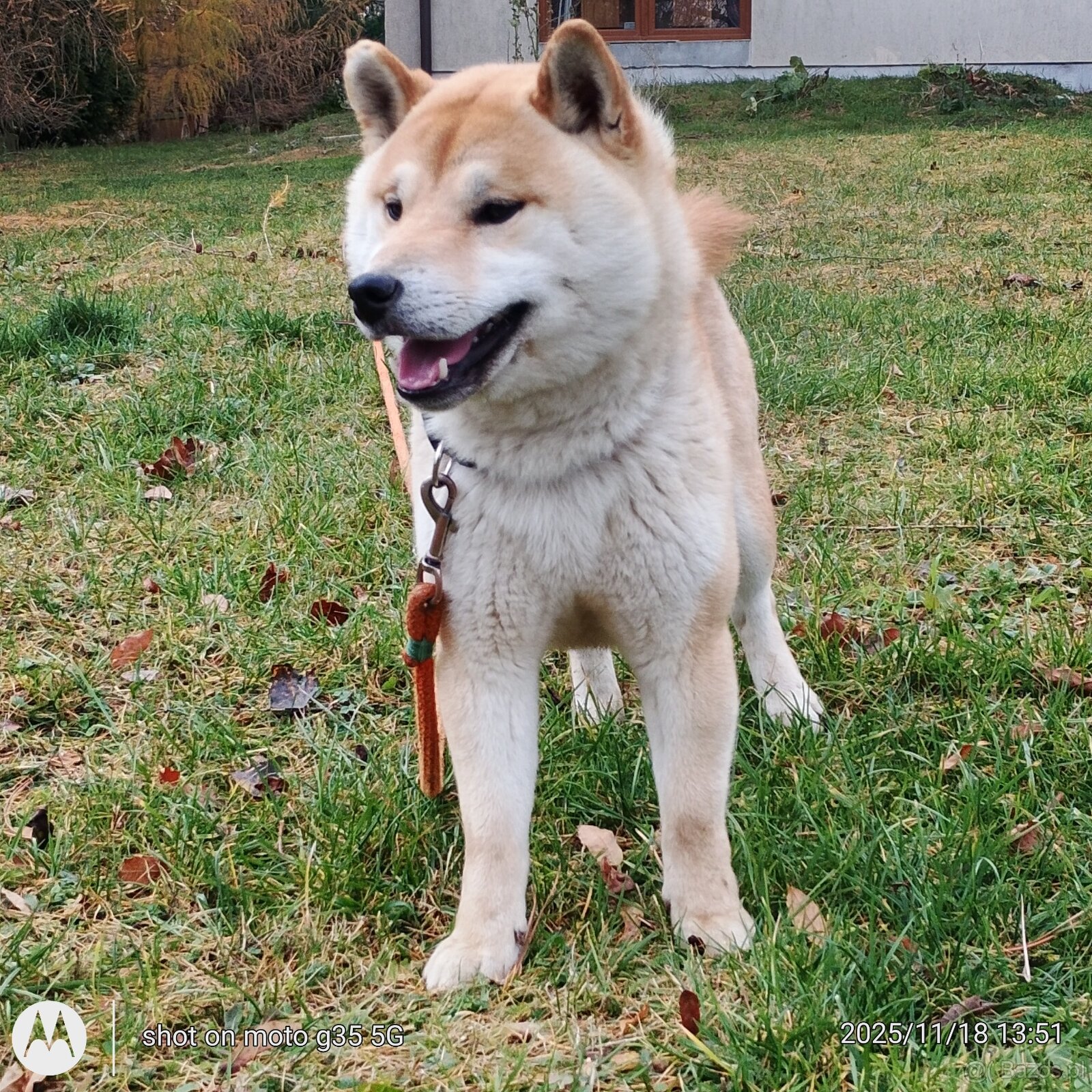 Shiba Inu czerwony sympatyczny piesek - 7