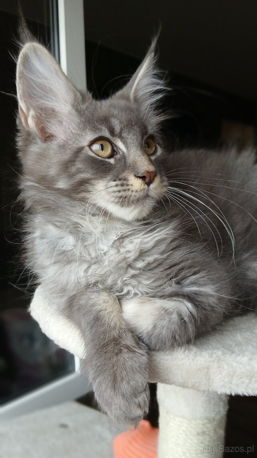Maine coon FPL - 7