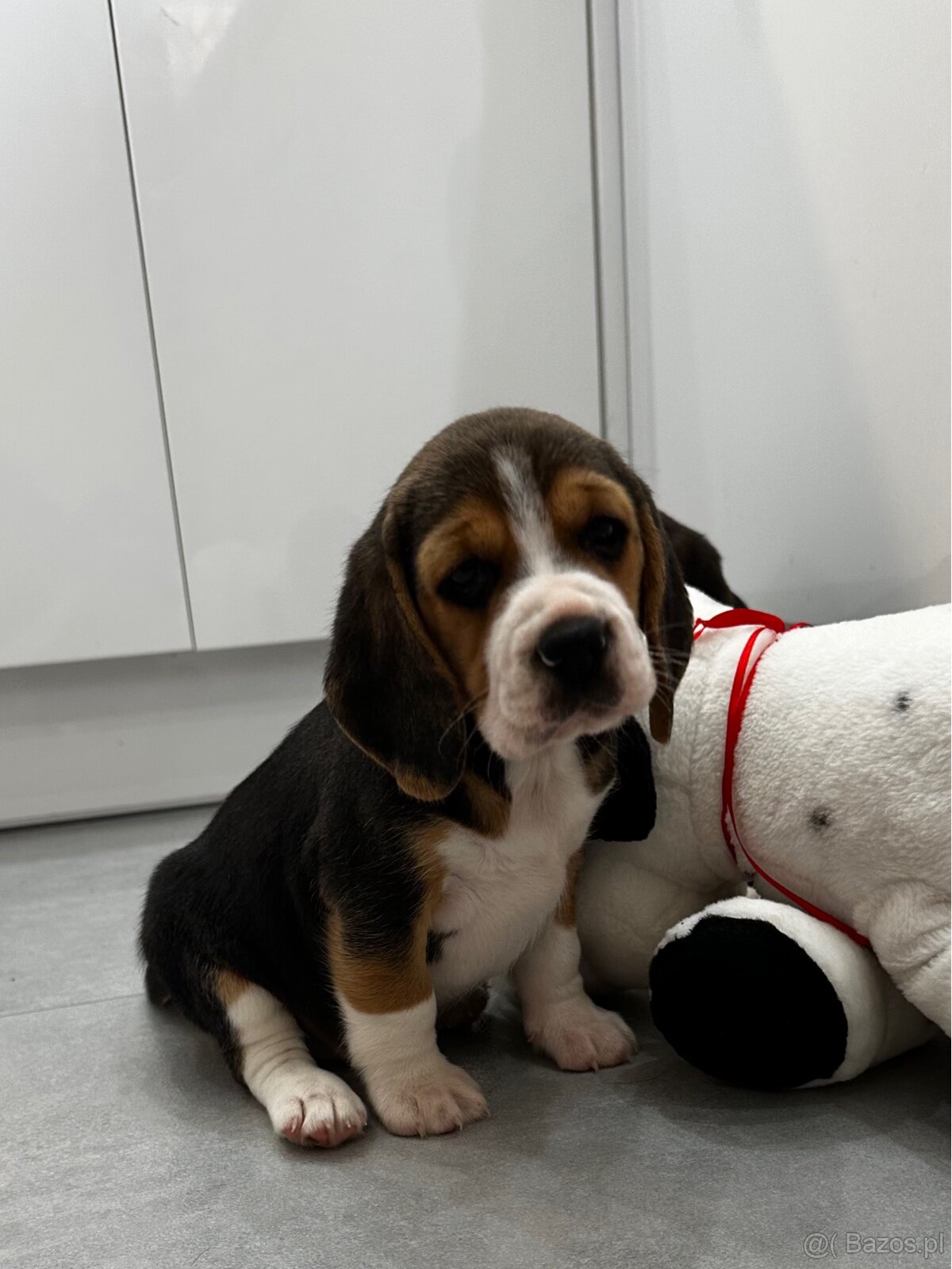 Beagle szczeniak - 7
