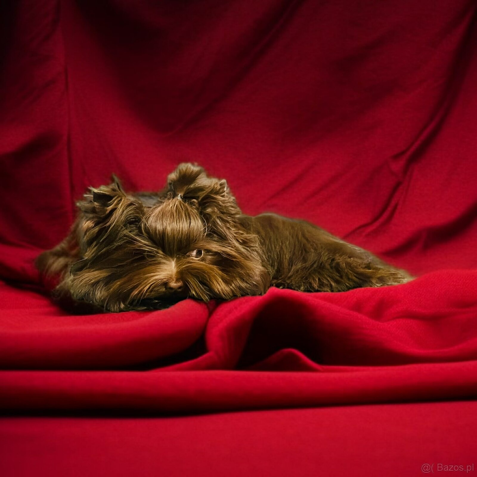 York Czekoladowa Barbi z Bajki. Dokumenty. Hodowla z Bajki. - 7