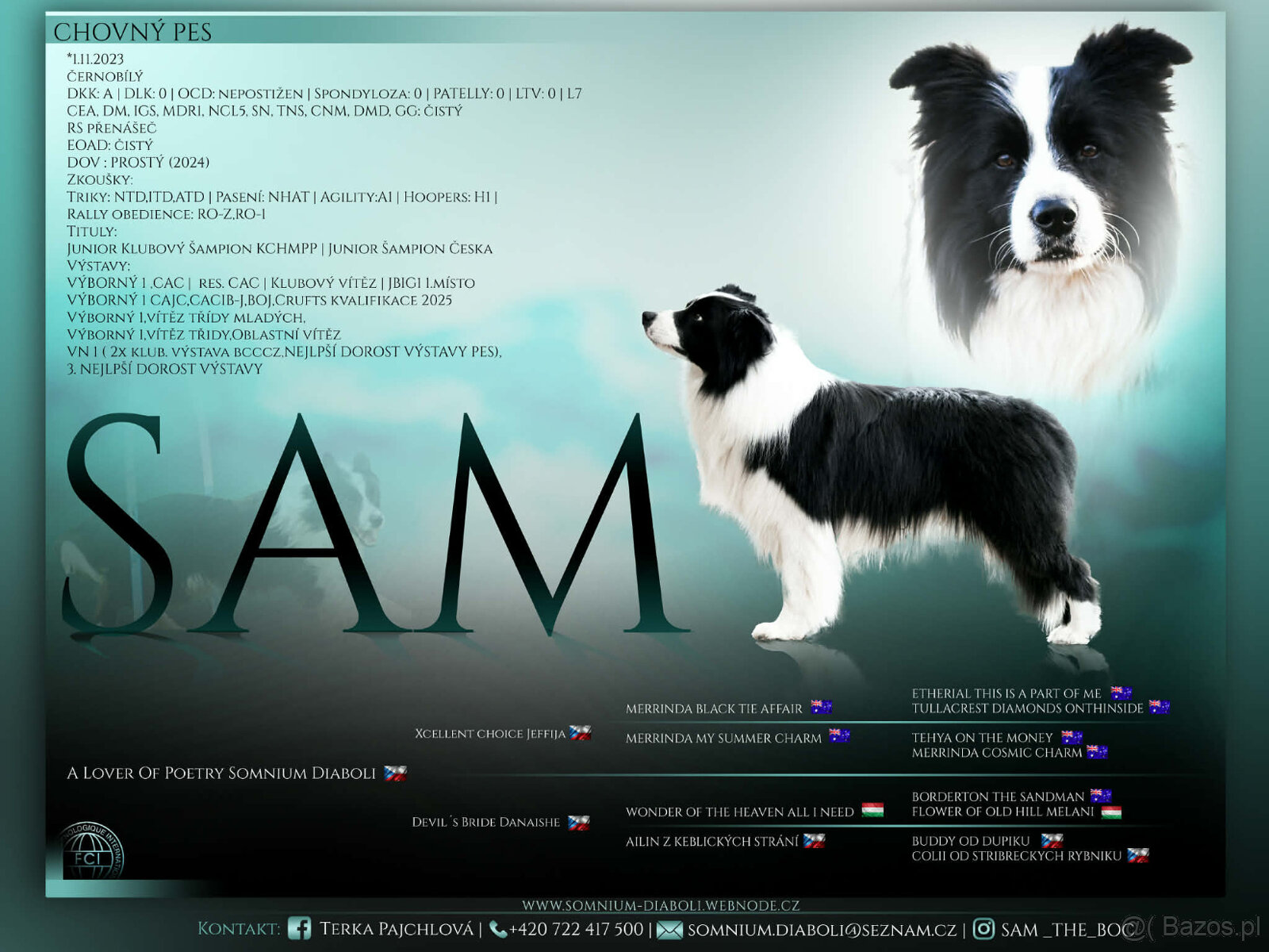 ZAPOWIEDŹ MIOTU Border Collie FCI/ZKwP - 7