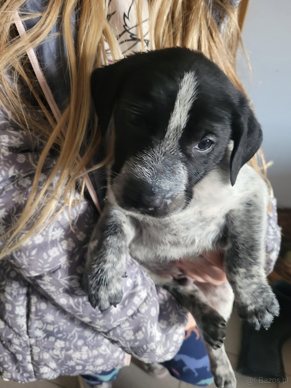 Szczeniaki wyżeł niemiecki - 7