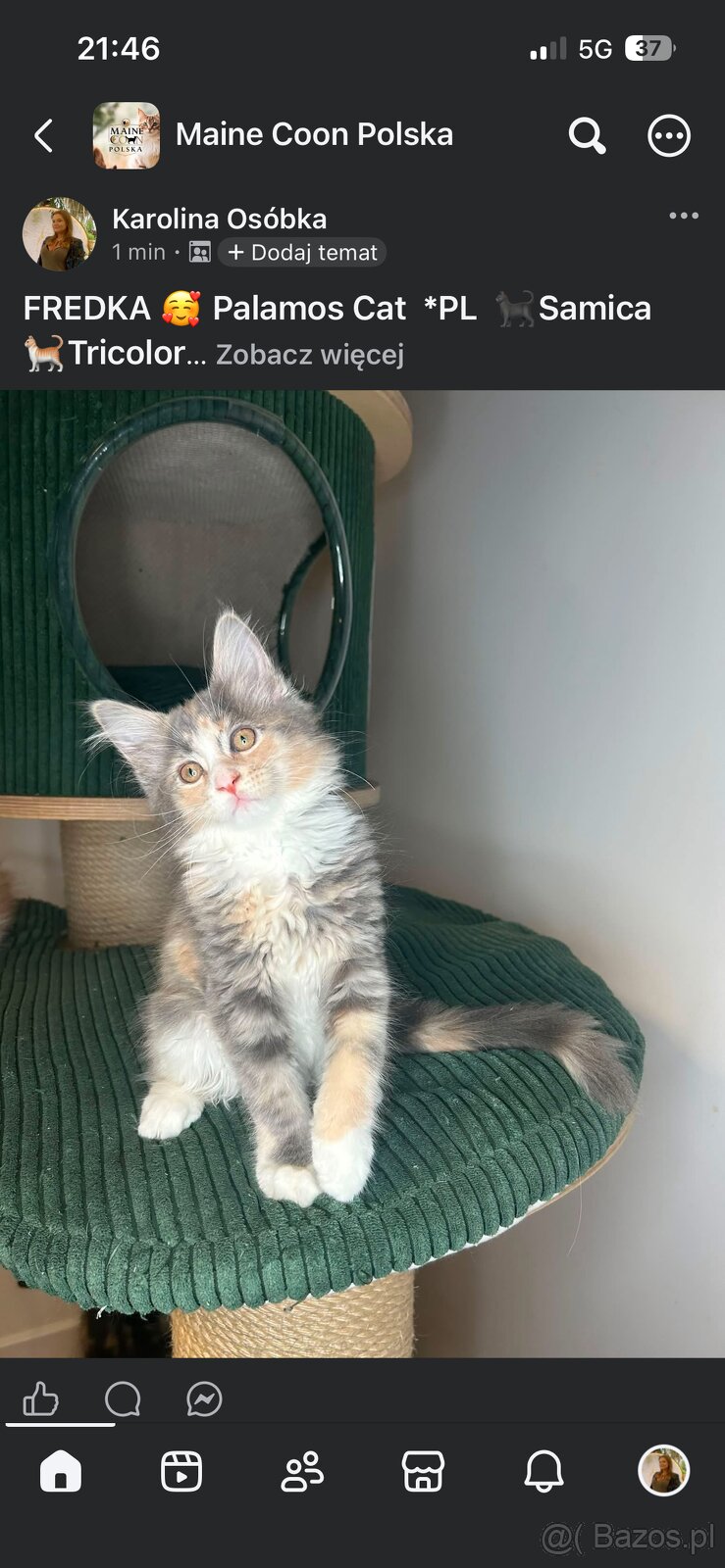 Maine Coon - 7