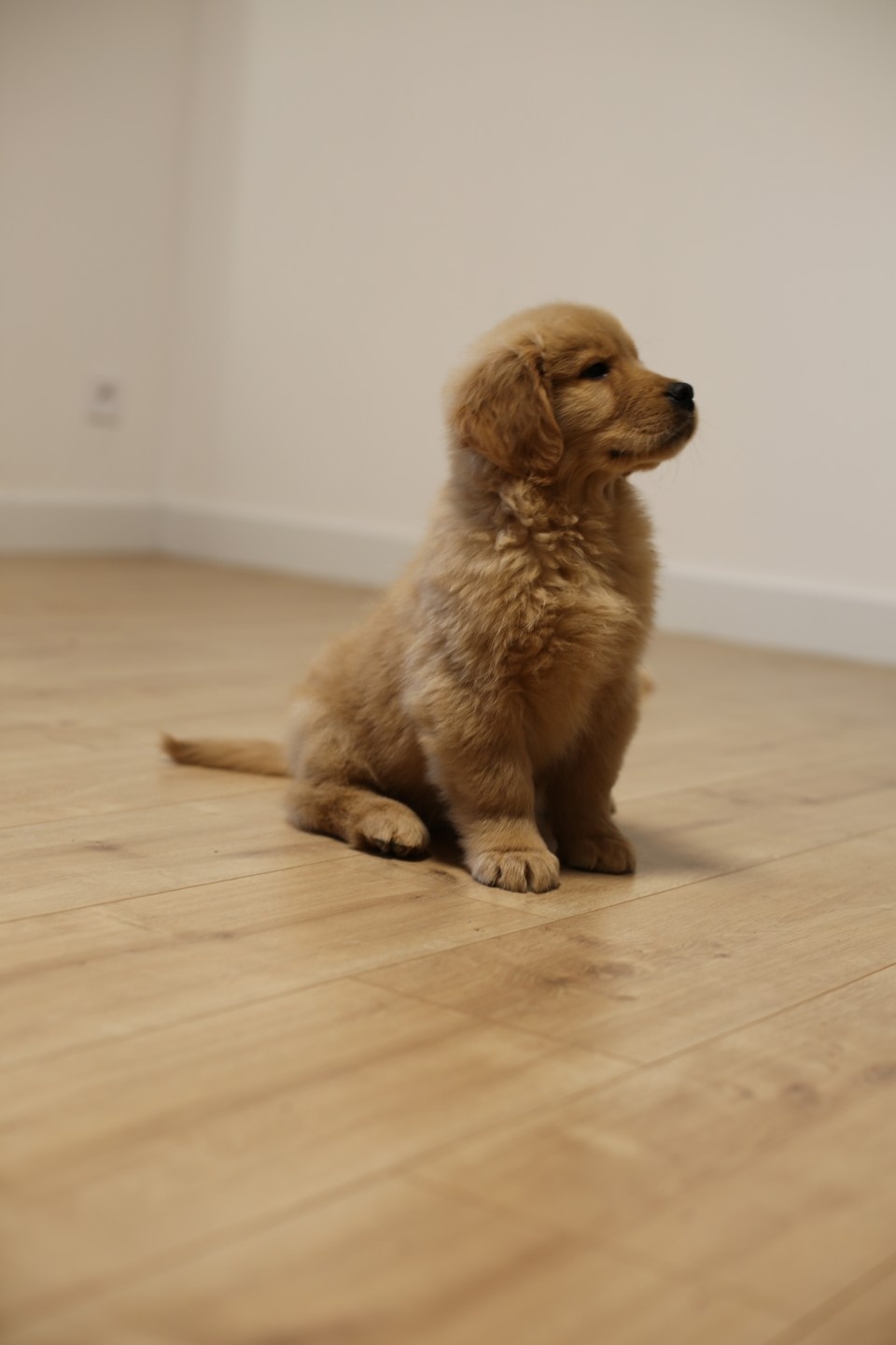 GOLDEN RETRIEVER-złote, ZKwP/FCI, typ amerykański - 7