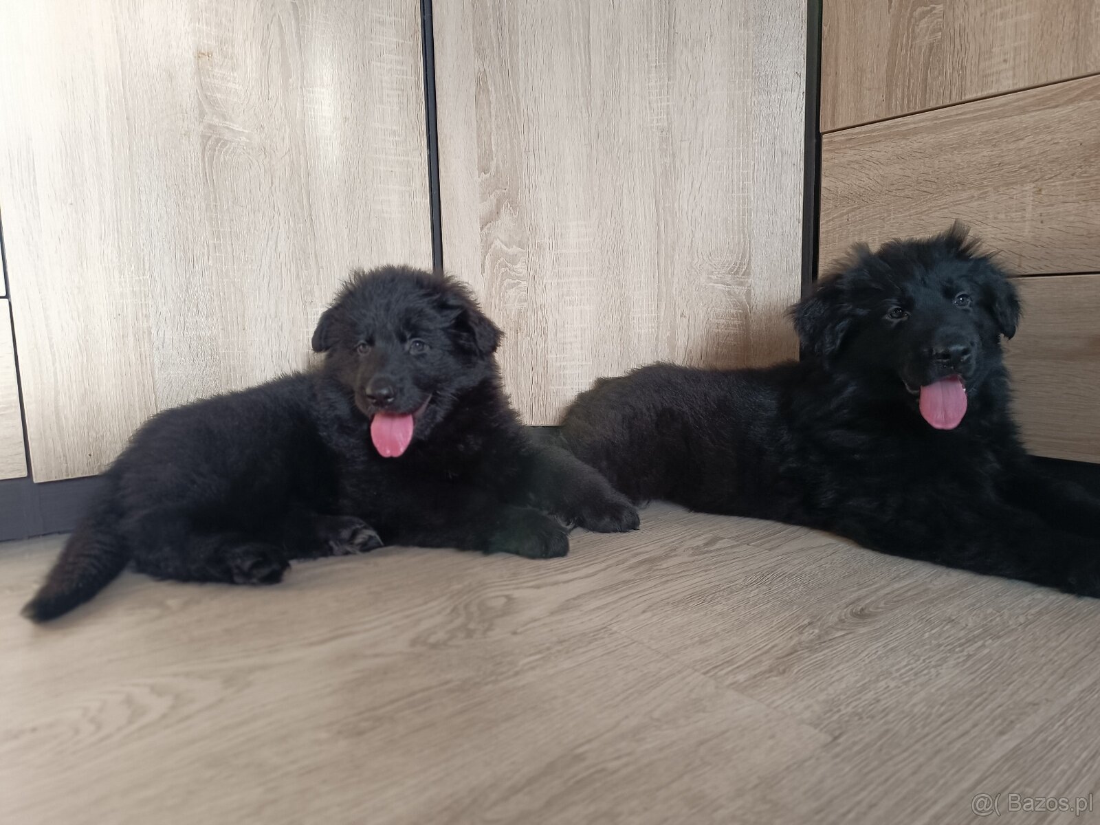 Owczarek niemiecki długowłosy czarny FCI - 7