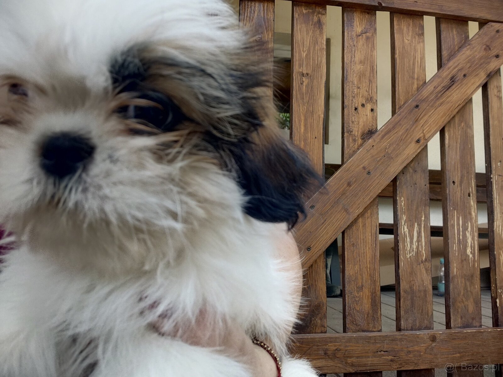 Suczka mieszanka pekińczyk -shih tzu - 7
