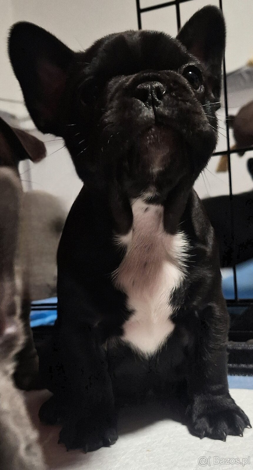 Buldog francuski szczeniaki - 7