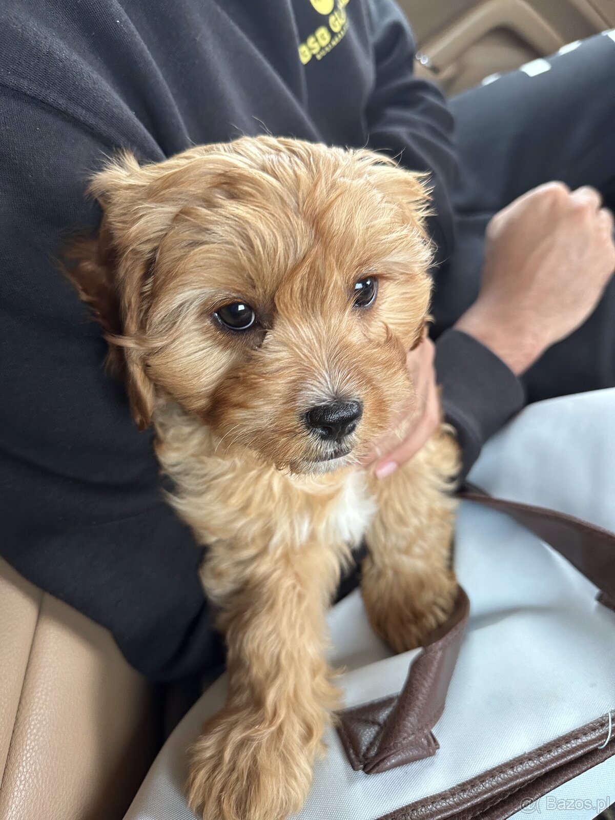 Cavapoo - cudowny, kochany piesek szuka domu ❤️ - 7