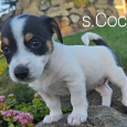 Jack russell terrier szczeniaki z rodowodem - 7