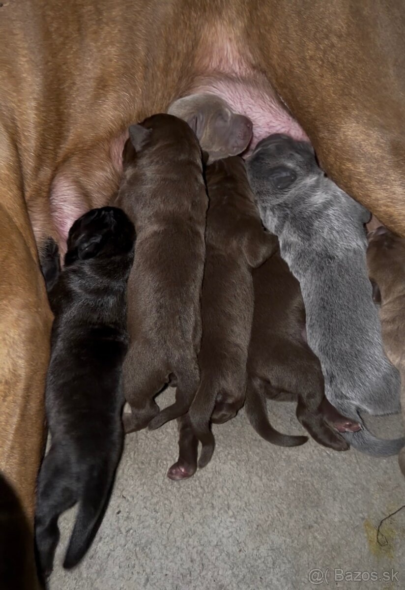 Szczeniaki Bandogi s rodokmenom VIP BANDOG KENNELS - 7