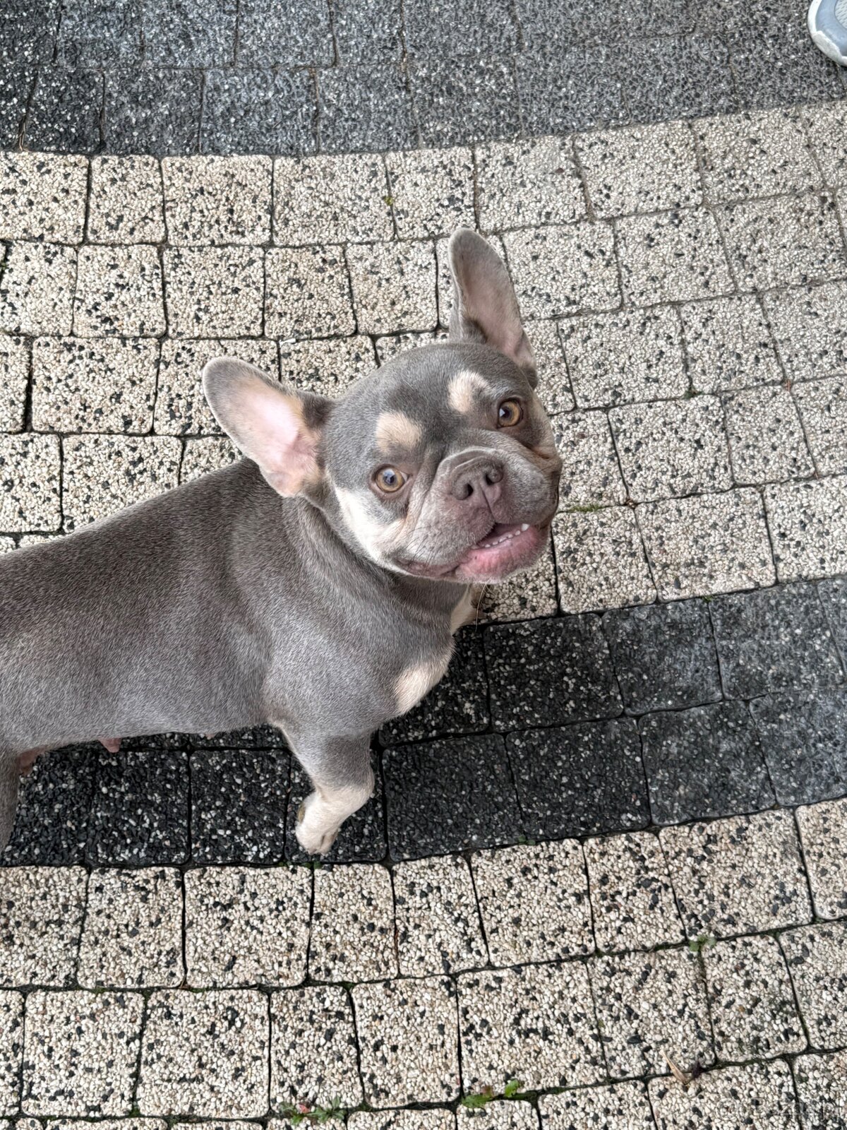 Szczenięta buldog francuski - 7